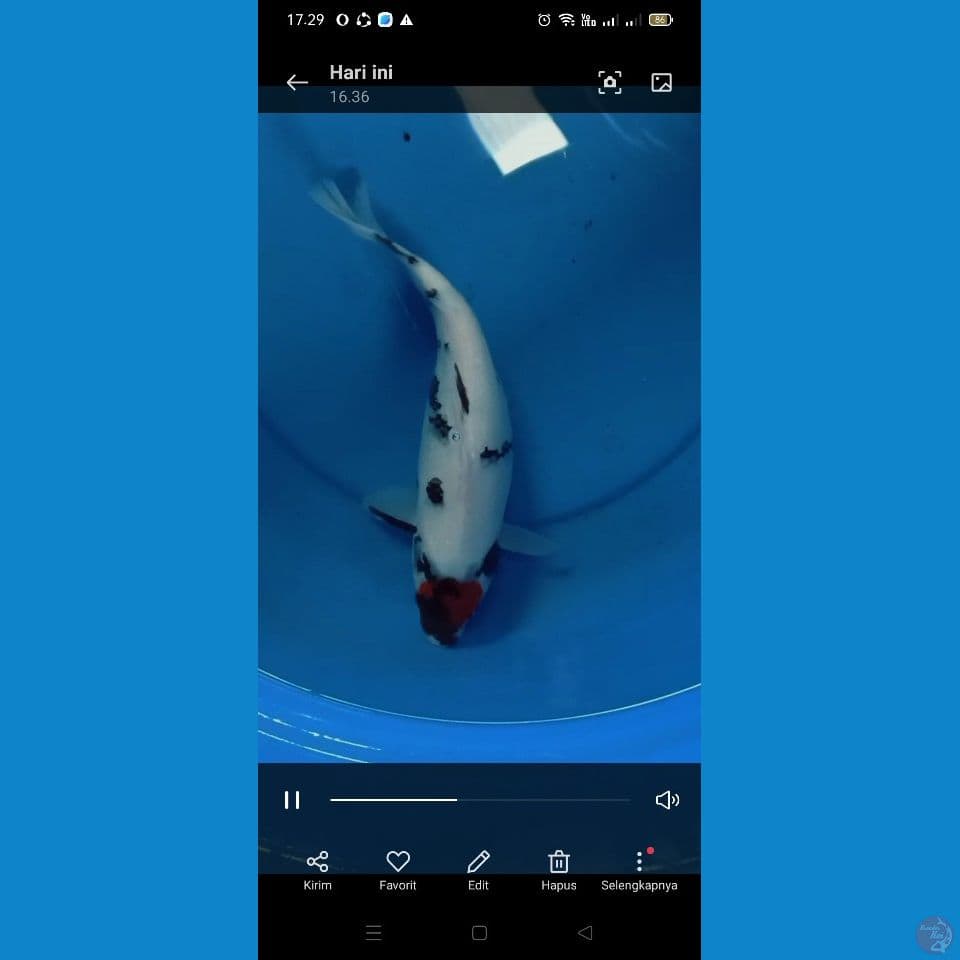 Tancho showa ori 34 cm female