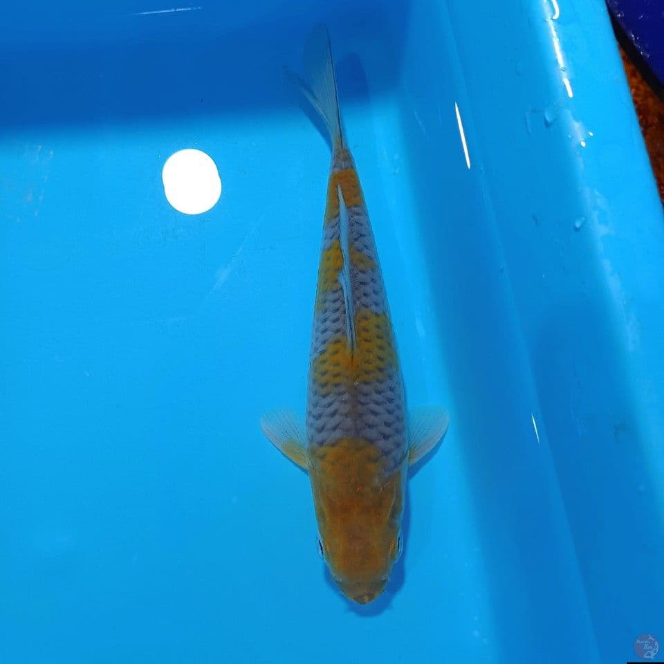 4STEP OCHIBA ORYGINAL 22CM MALE