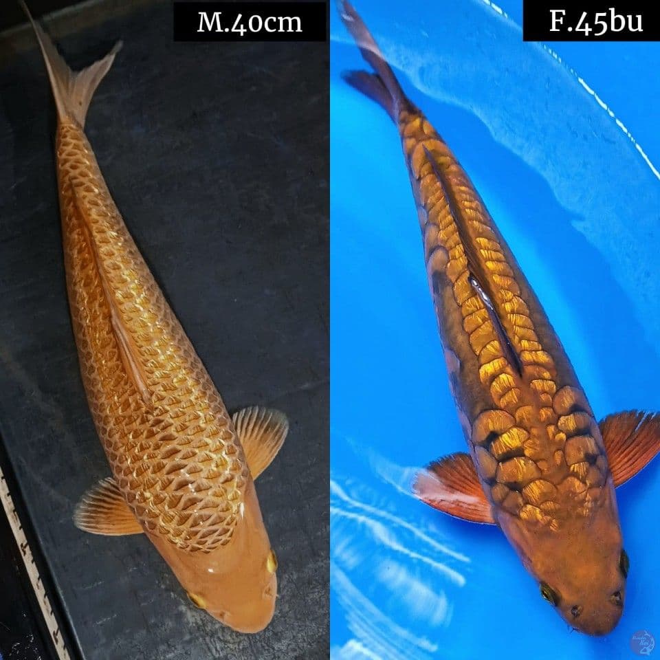 gindrin caramel &aragoke cagoi 40_45bu