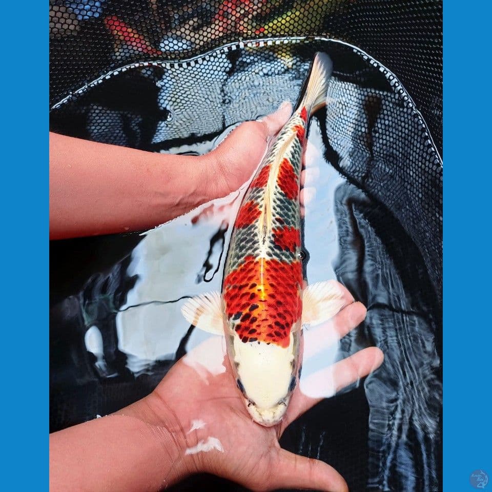 BOZU KUJAKU SQ 34CM JANTAN