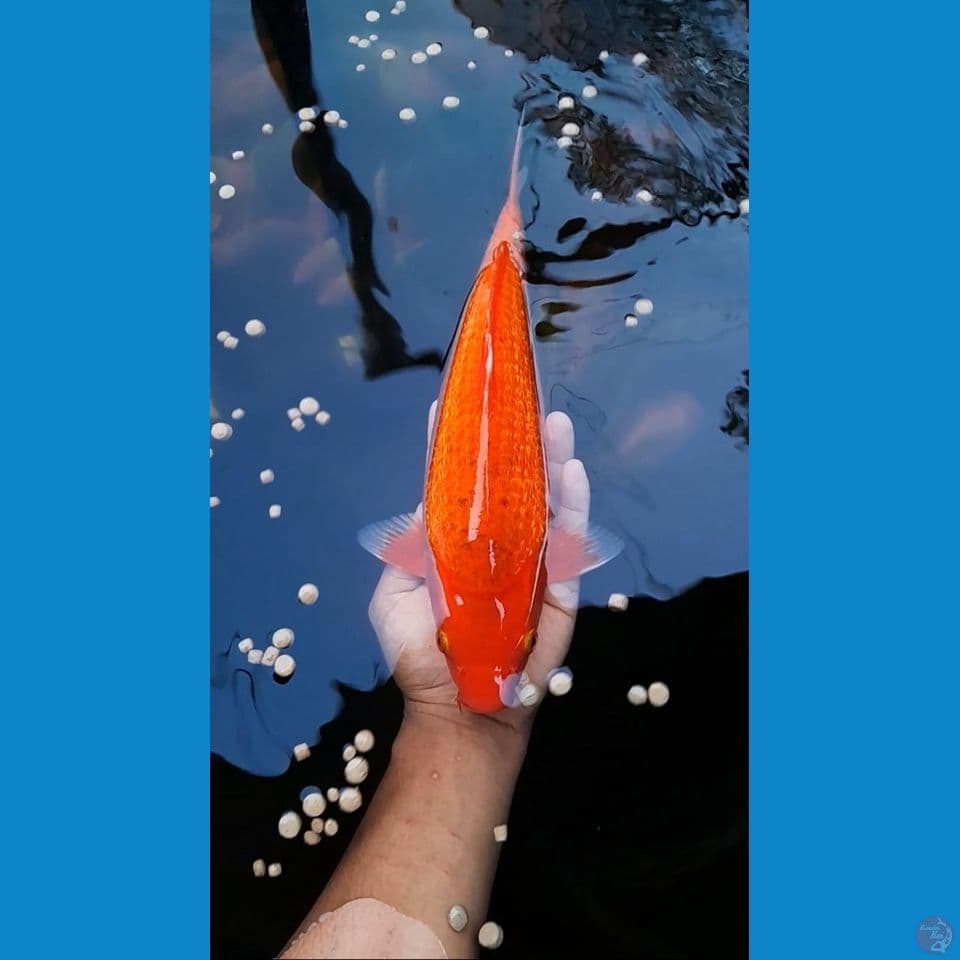 Red karasi Ginrin Male 34cm