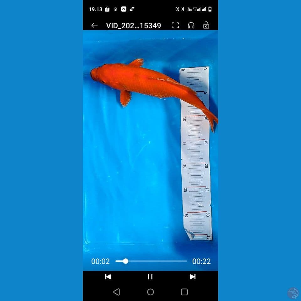 30 cm benigoi