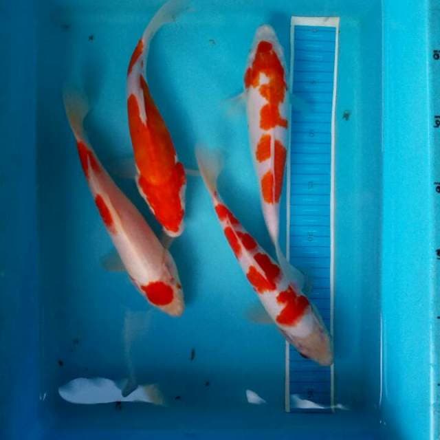 kohaku merah