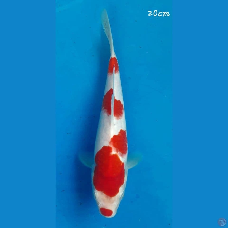 Kohaku 20cm
