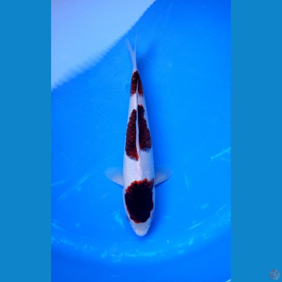 SANDAN GOROMO 29cm