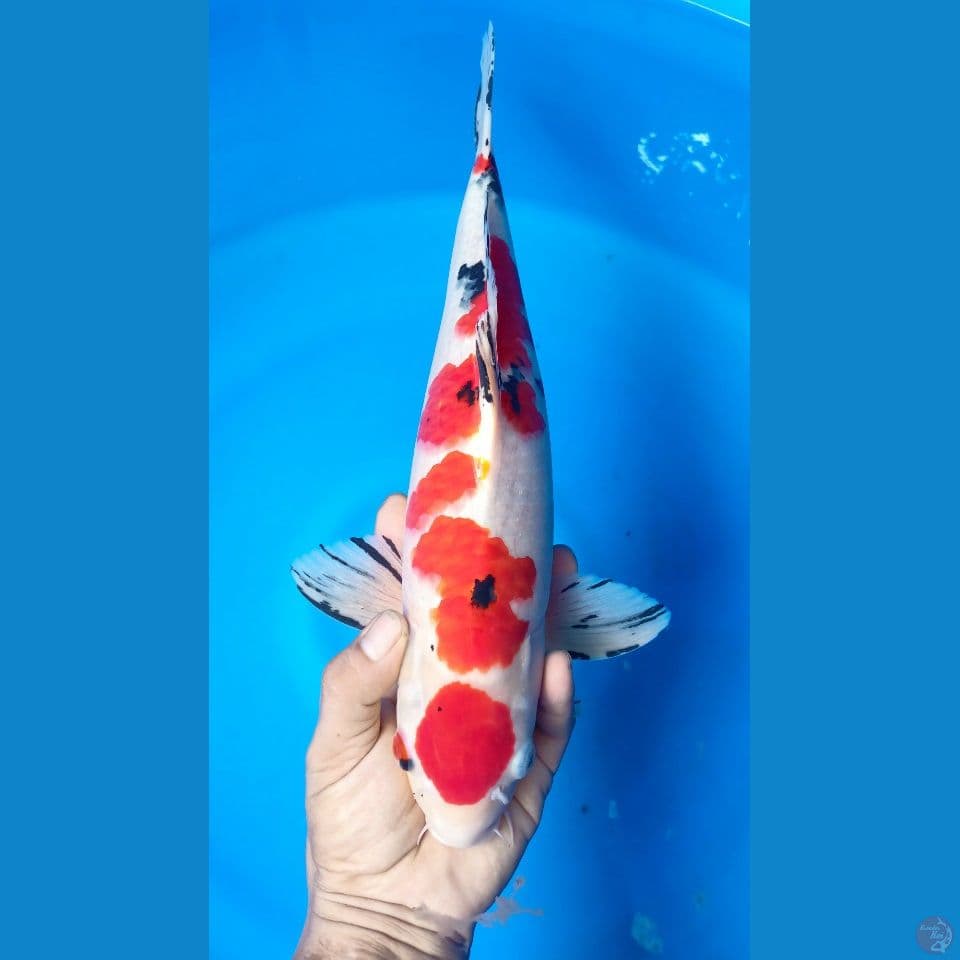 M 43CM MARITEN SANKE