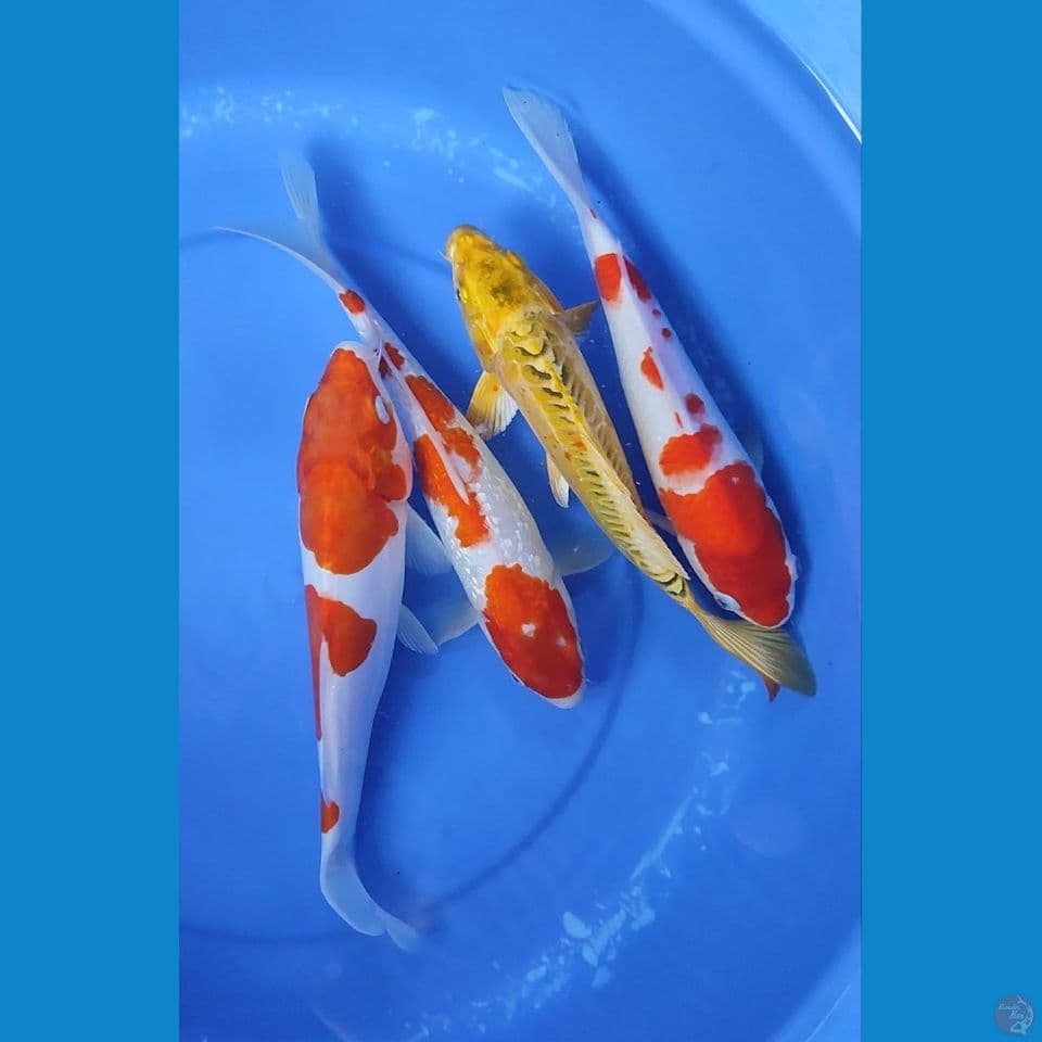 paket mix ciamik 27-29.5 cm uncek
