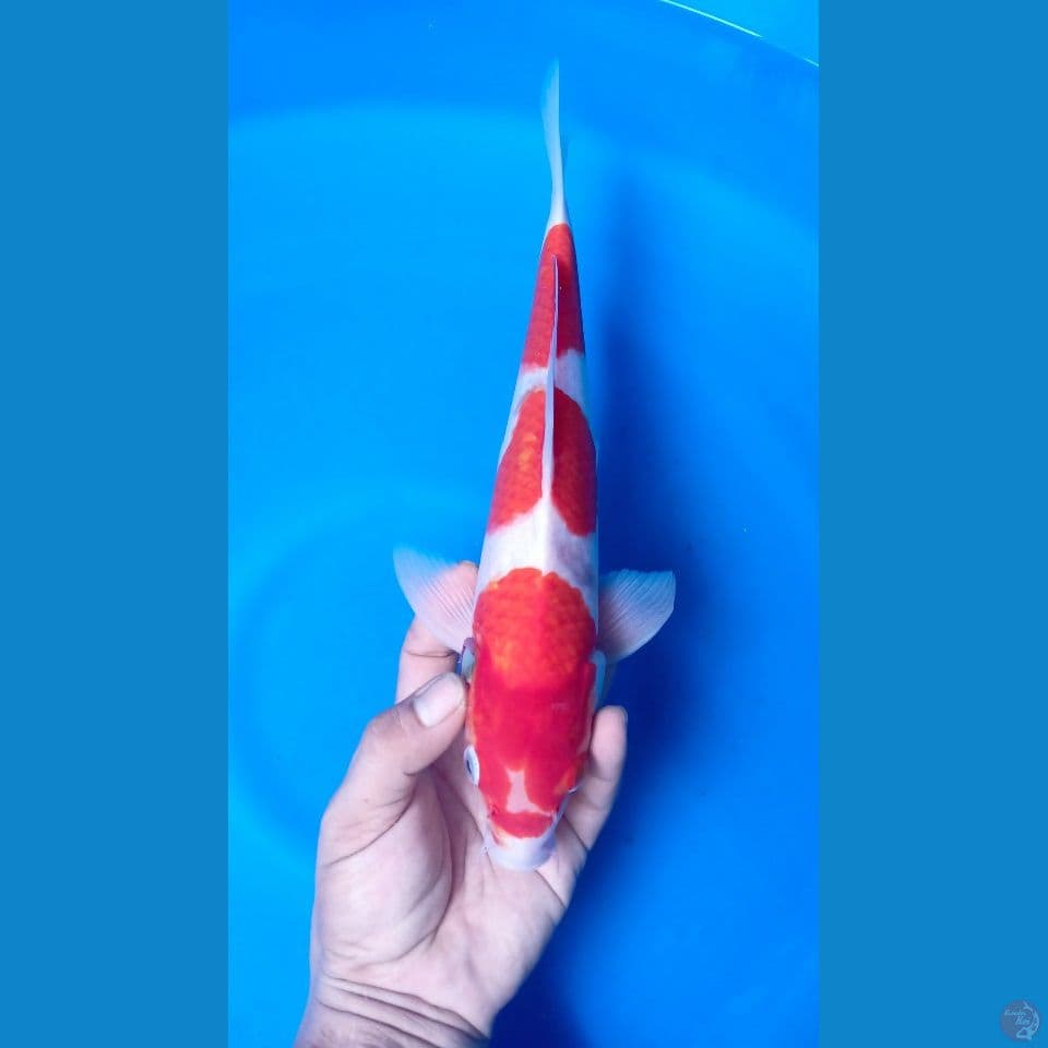 M 35CM KOHAKU