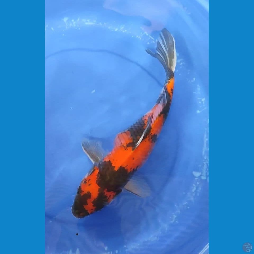 JUMBO HiShowa 40 cm Female