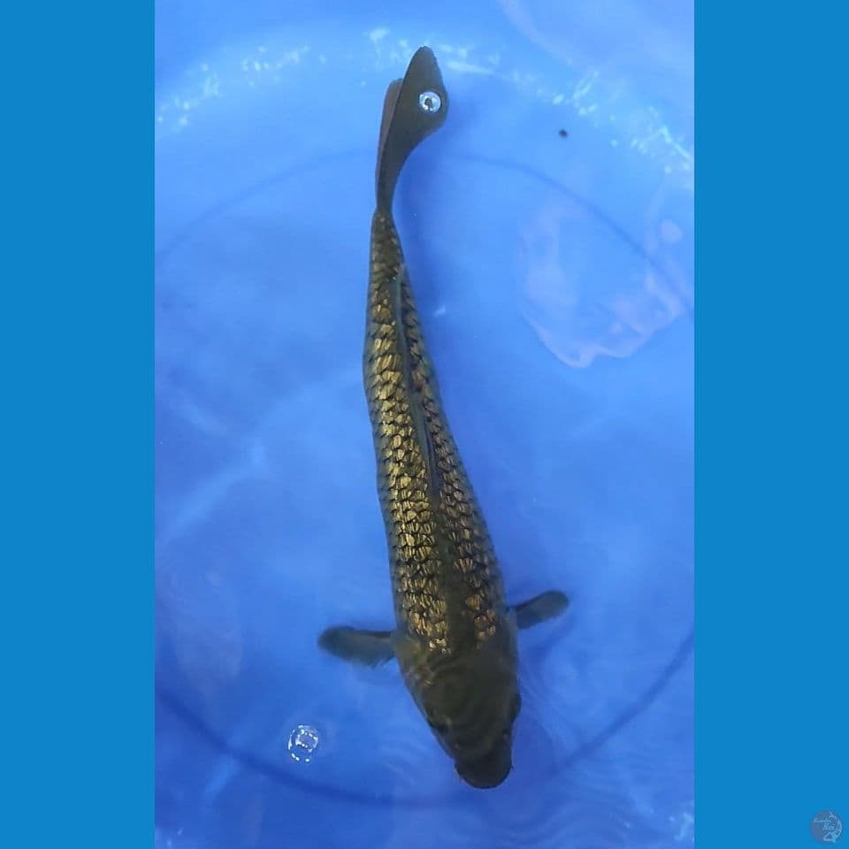 JUMBO Chagoi Midori 36 CM JANTAN