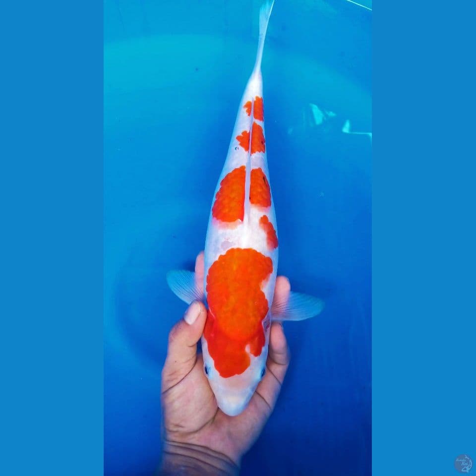 F 40CM KOHAKU SAKURA