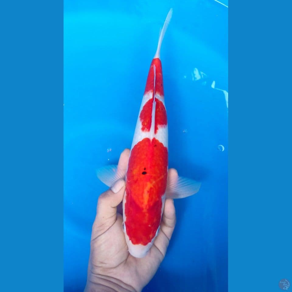 M 37CM GOROMOKOHAKU