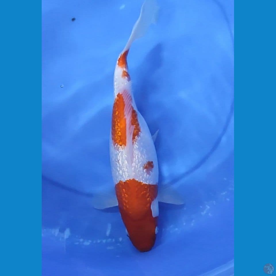 Kohaku Full Gindrin Padat 34 cm Cewek