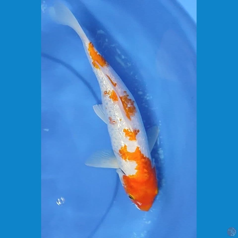 Kohaku Full Gindrin padat 33 cm cewek