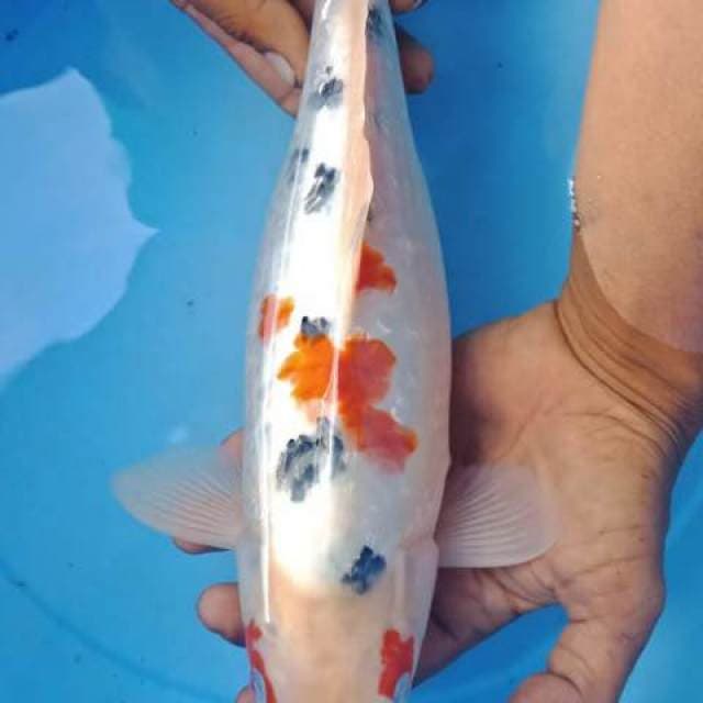 Ginrin putih bersih josss 37cm siap induk