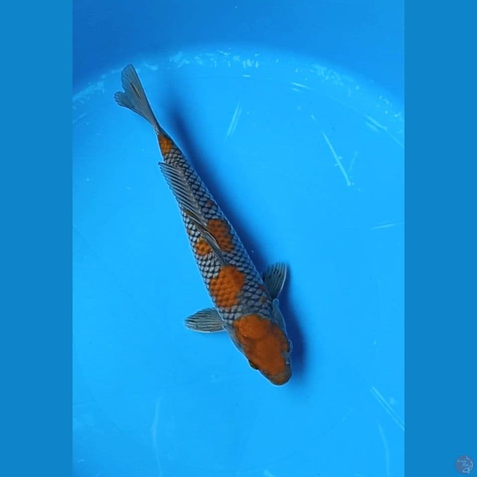 ochiba 29 cm male