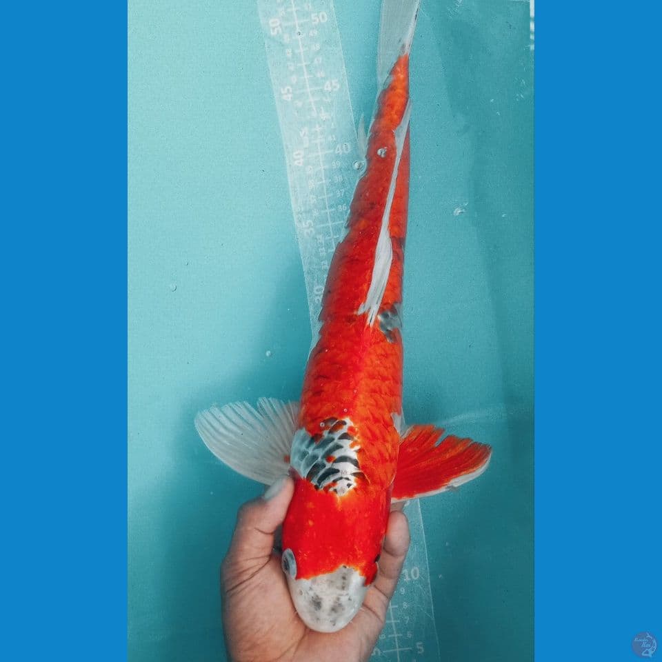 kujaku merah putih 49cm