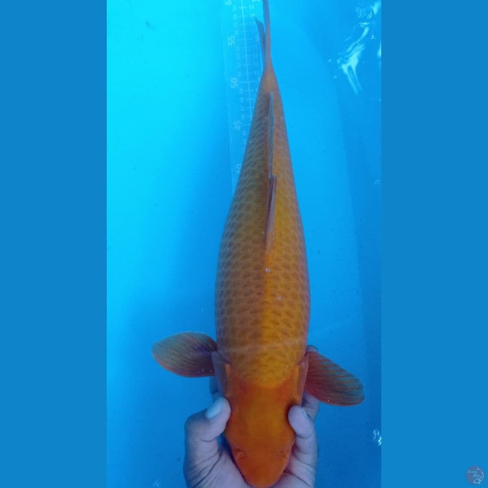 babonan karamel 49cm