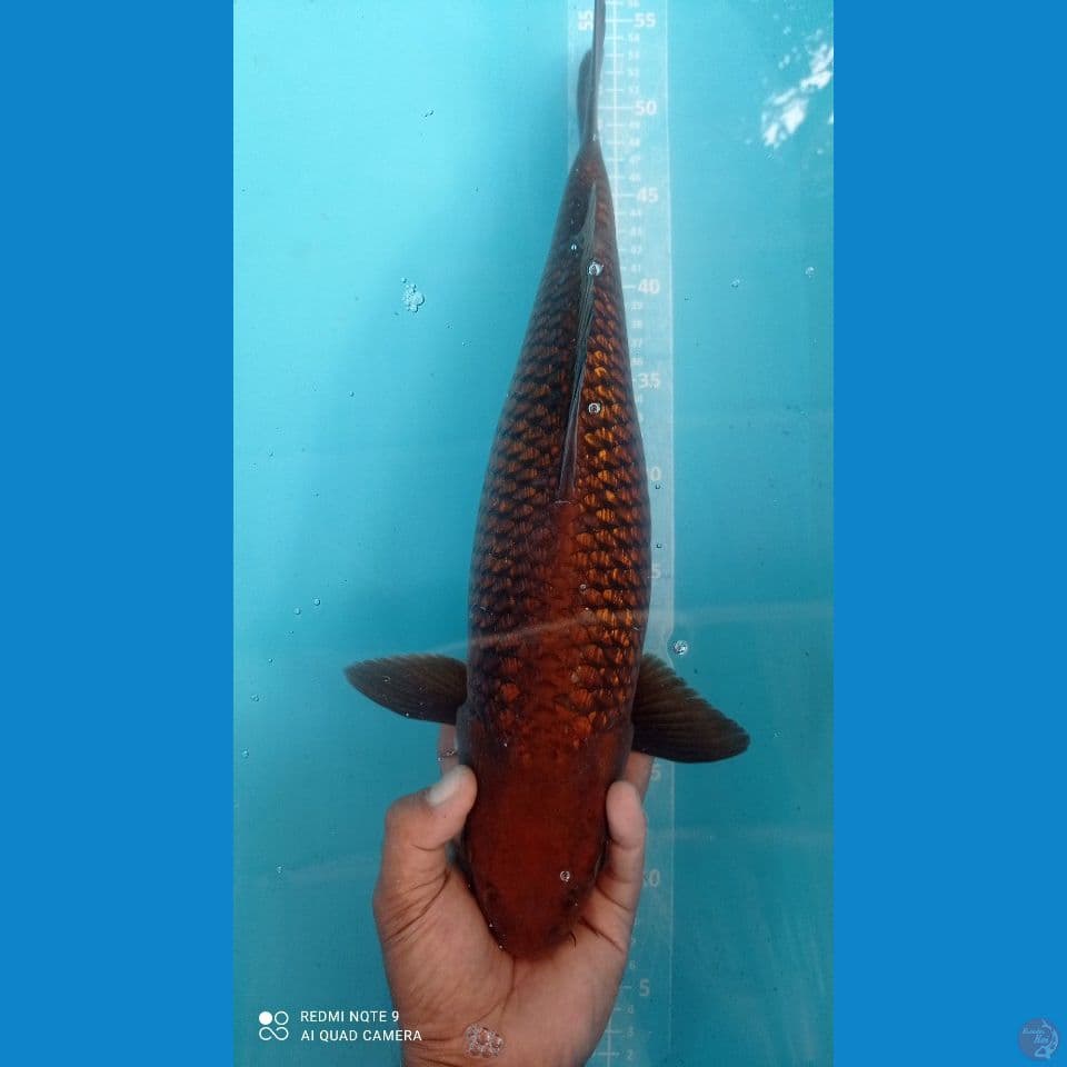 babonan ginrin 46 cm