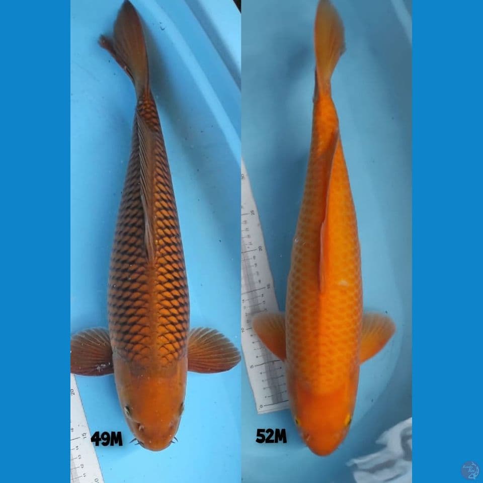 cagoi 49 male dan manggo mata merah 52 male
