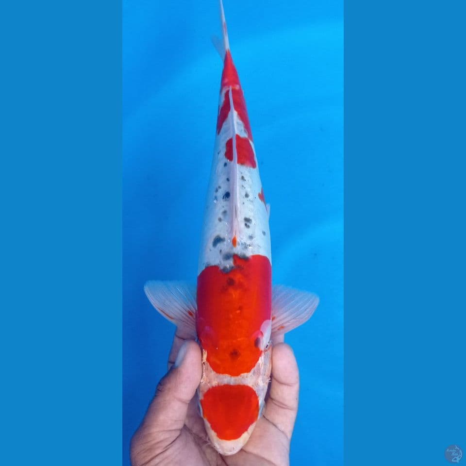 gosiki doitsu 35cm