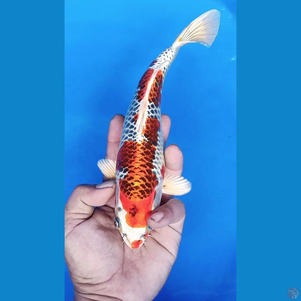 M 25CM KUJAKU JANTAN