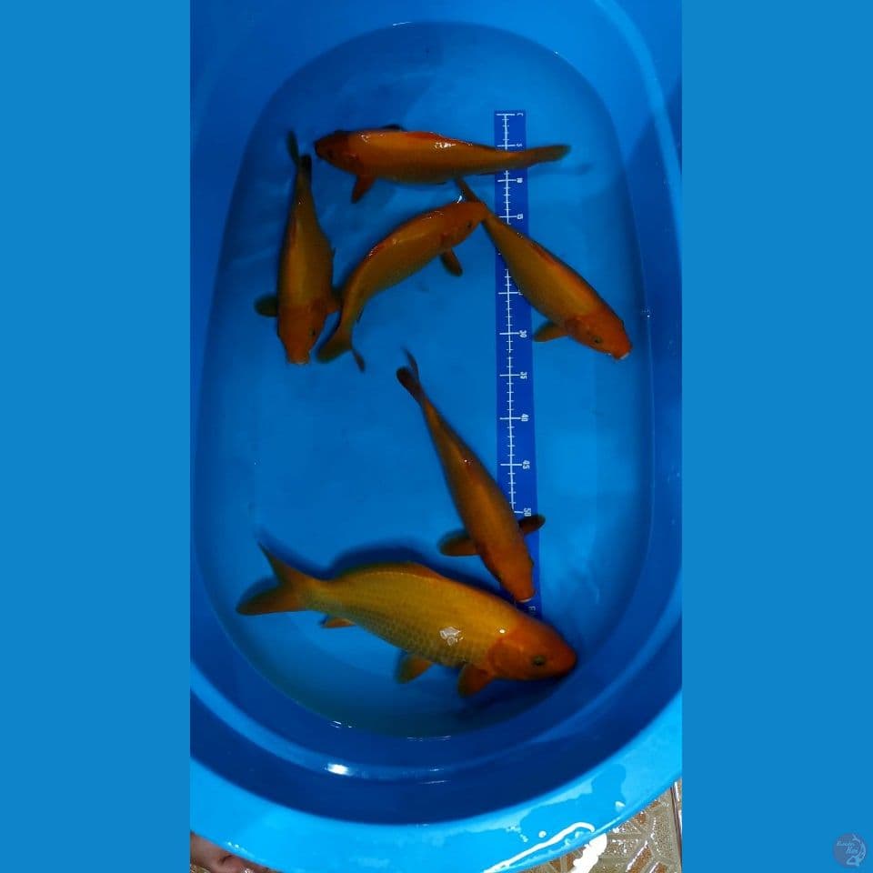 karamel 35-26 cm