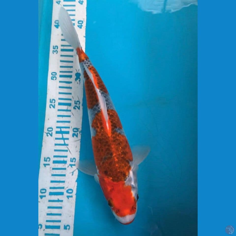 Goshiki 35 cm Female