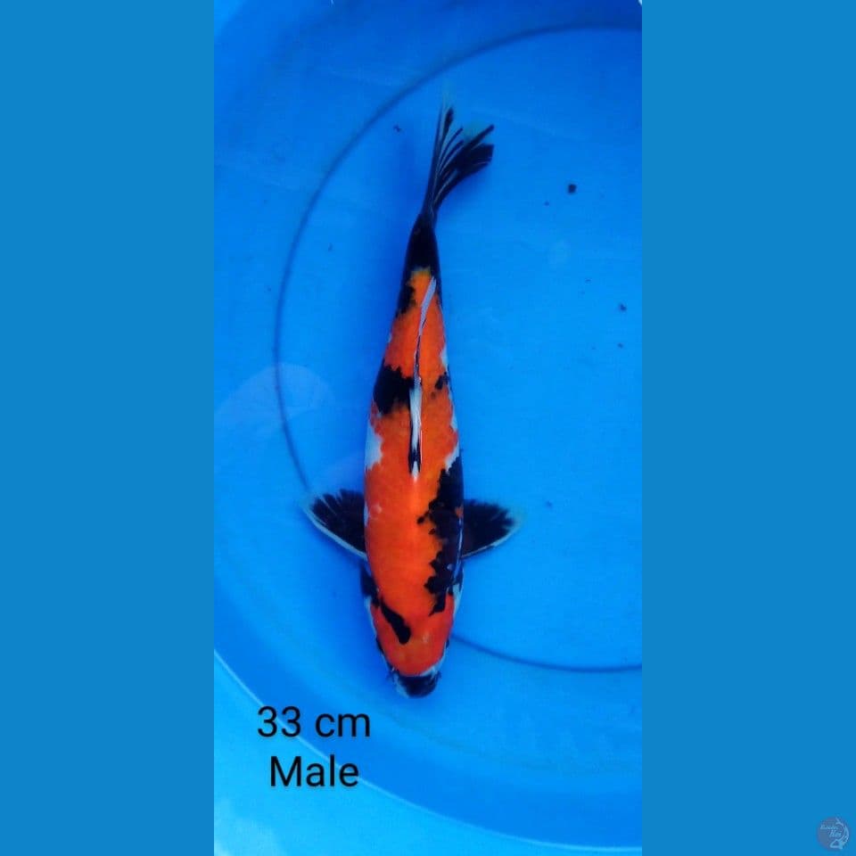 showa male 33 cm