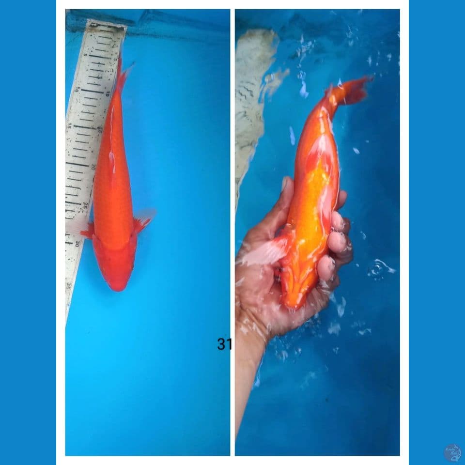 aka hajiro 31cm m