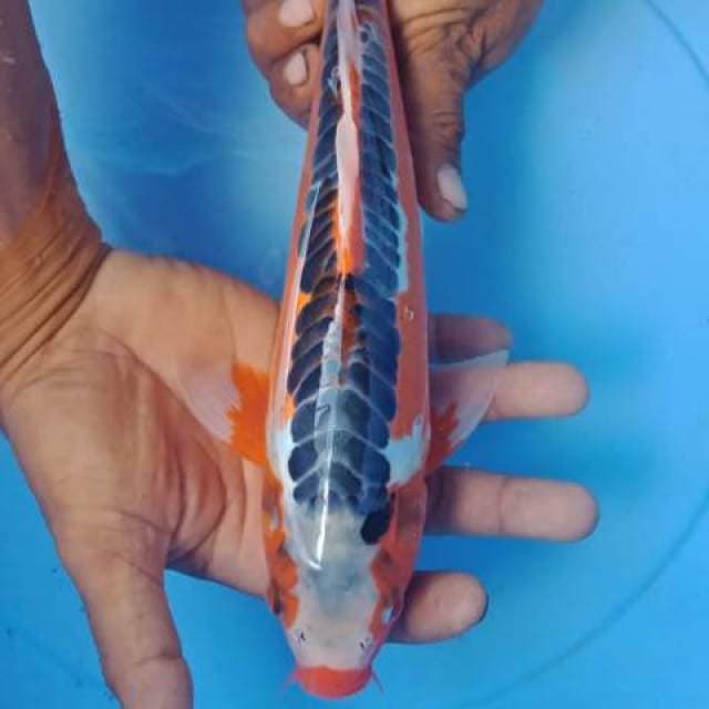 Shusui 30cm
