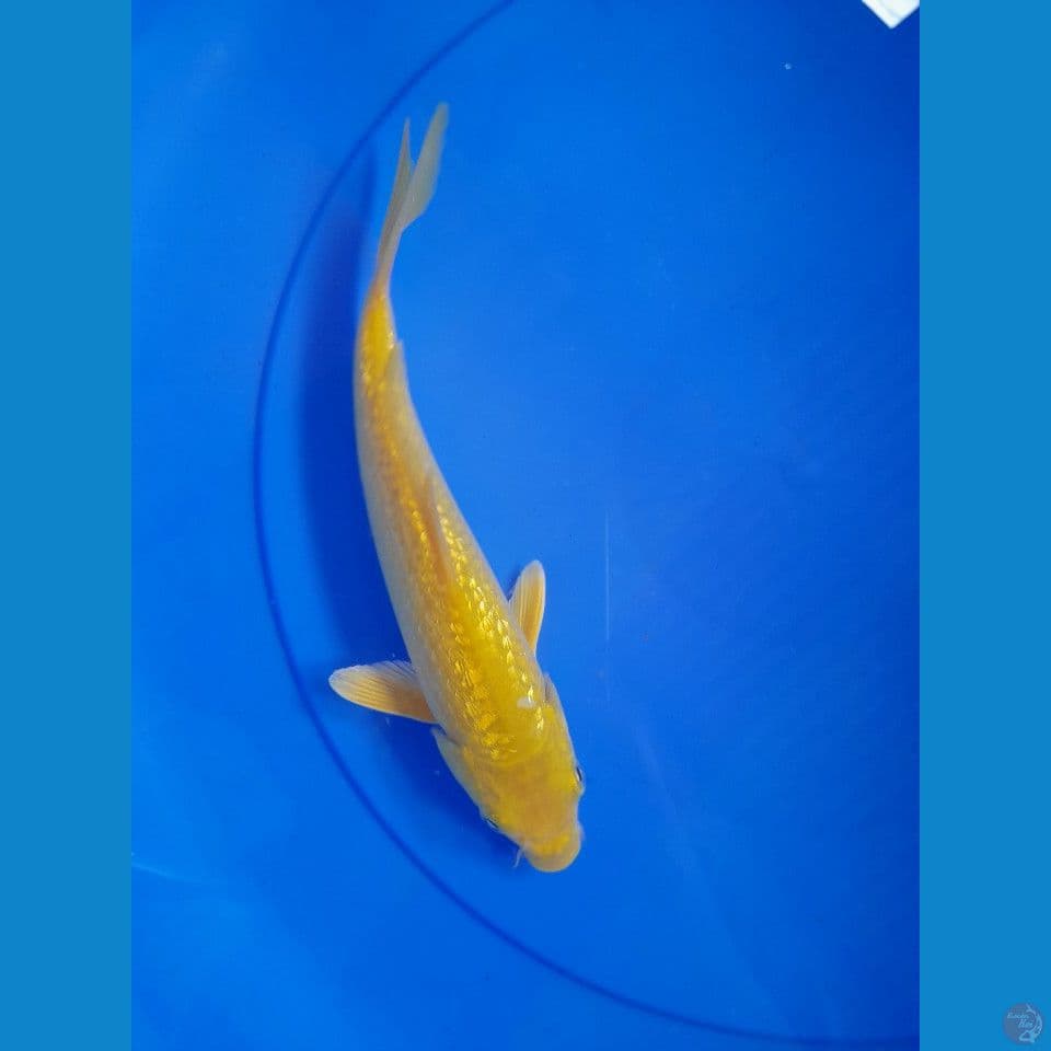 23cm karasi gindrin