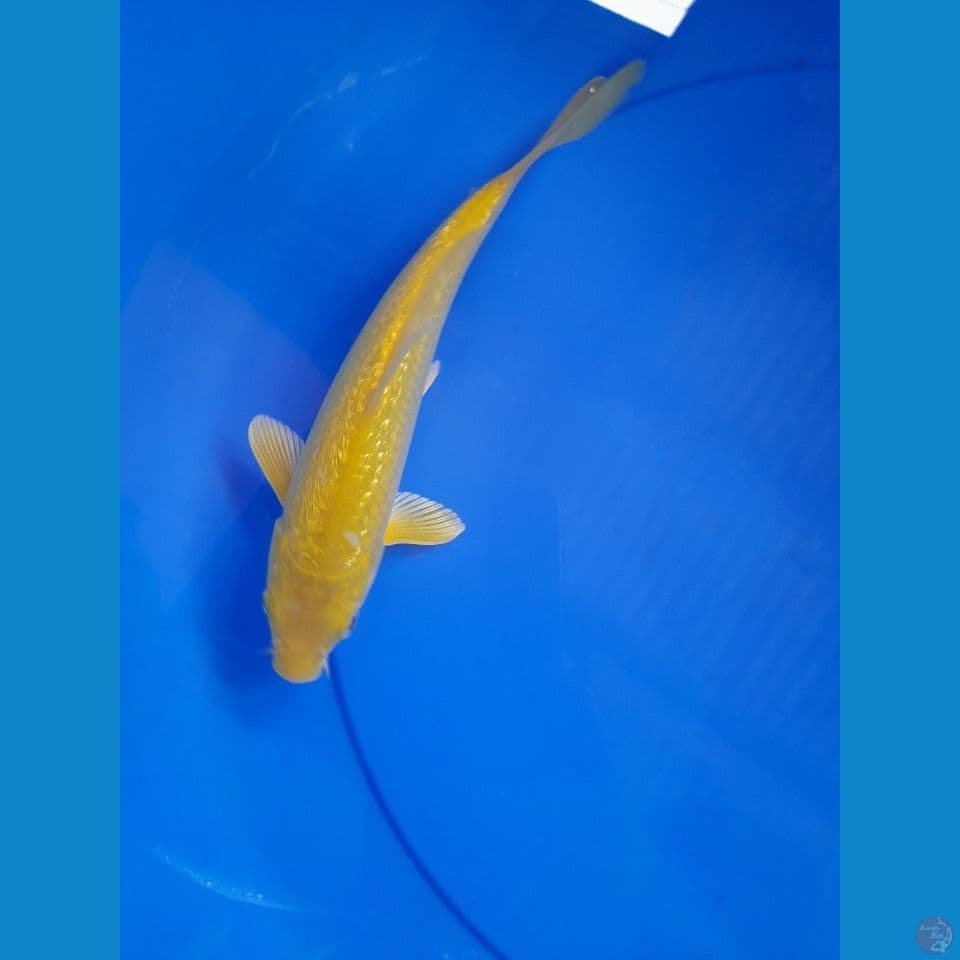 23cm karasi gindrin
