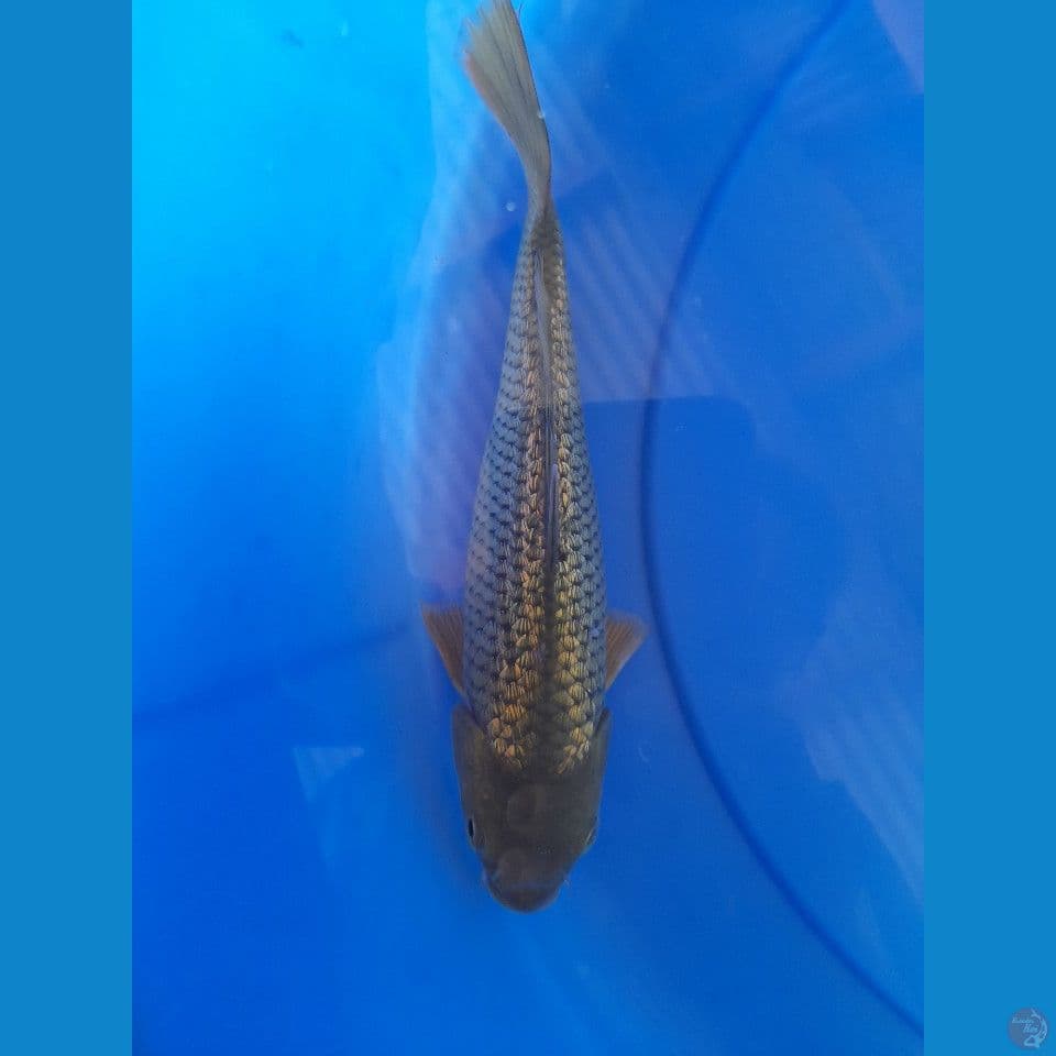 23cm Midori gindrin