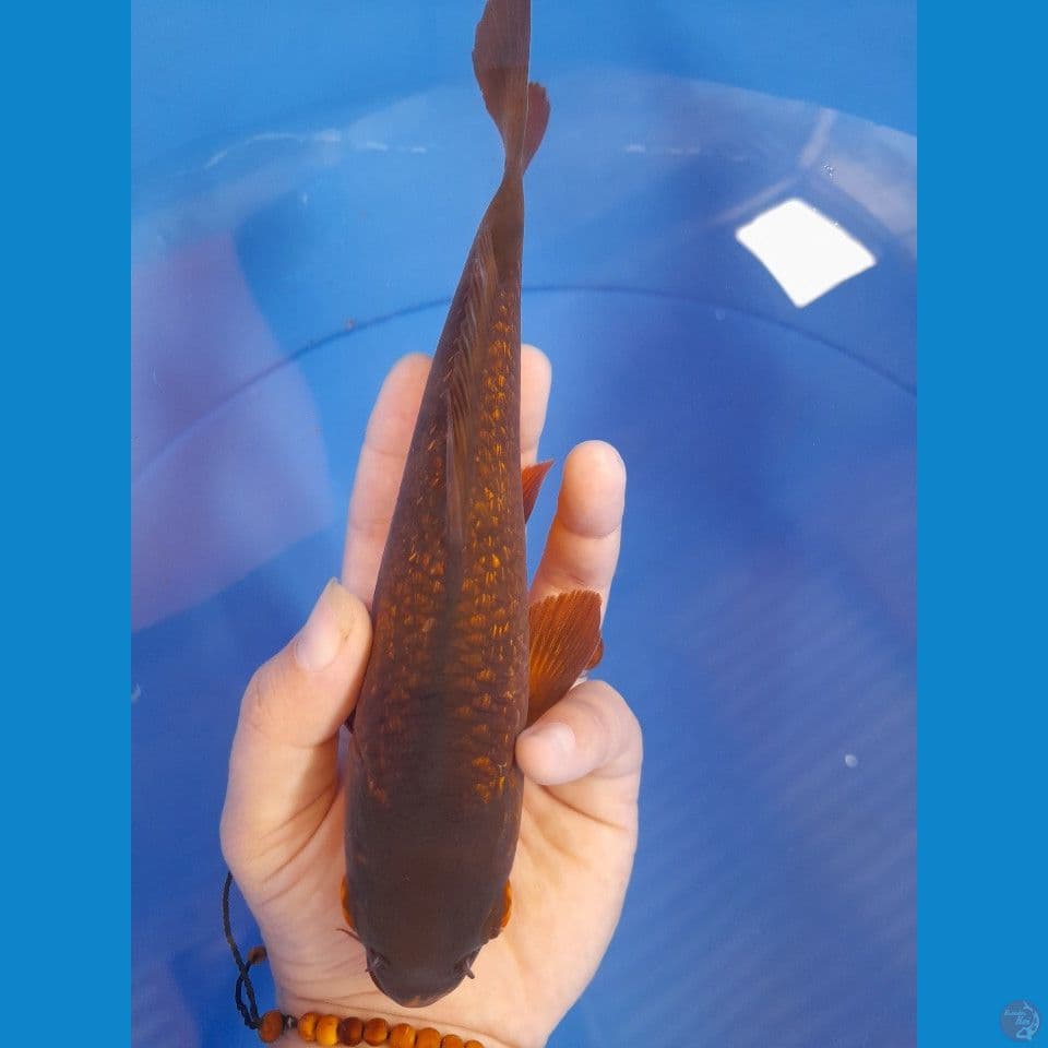 21cm caramel coklat gindrin