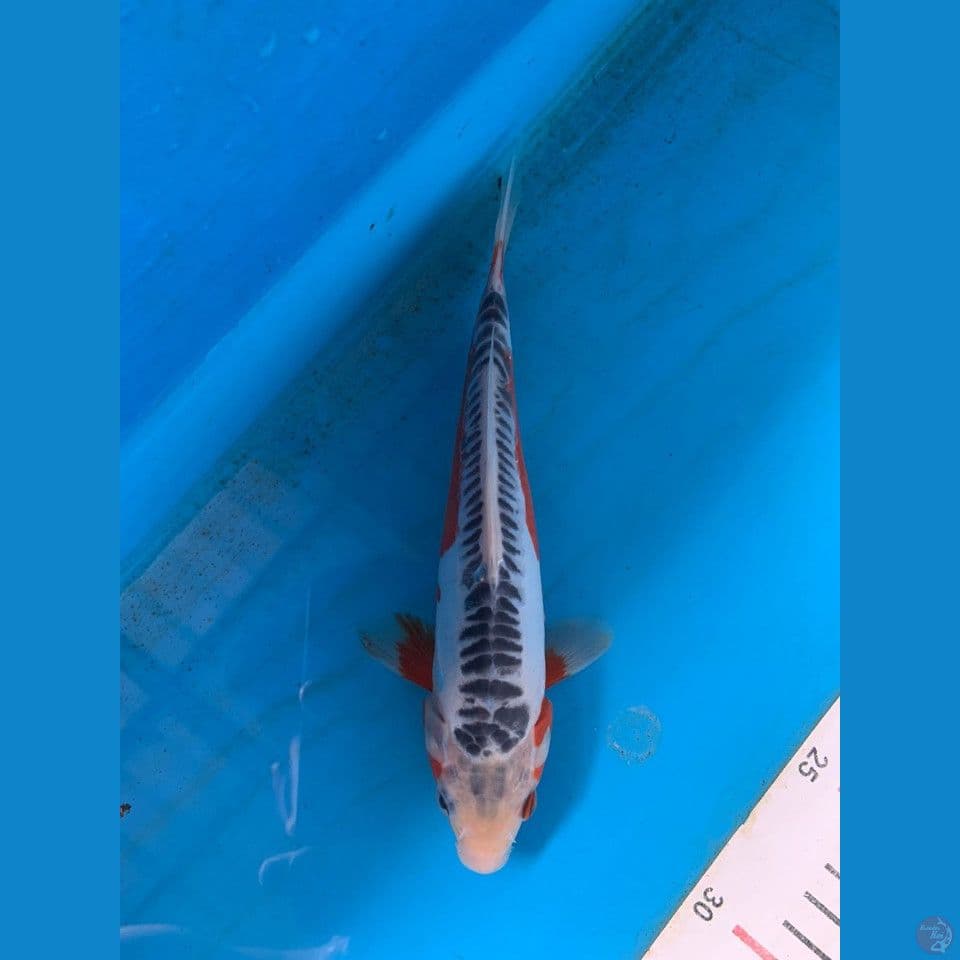 shusuii 19cm