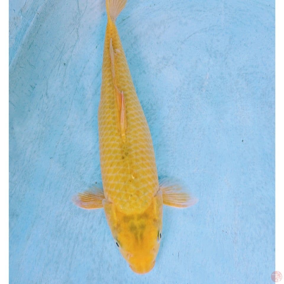 KARASI 37 CM