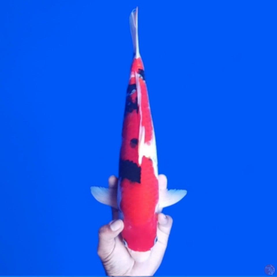 showa 30cm