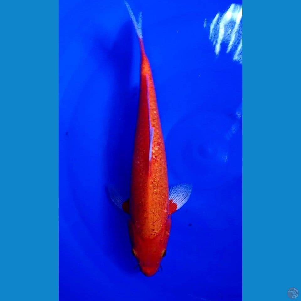 32 cm aka