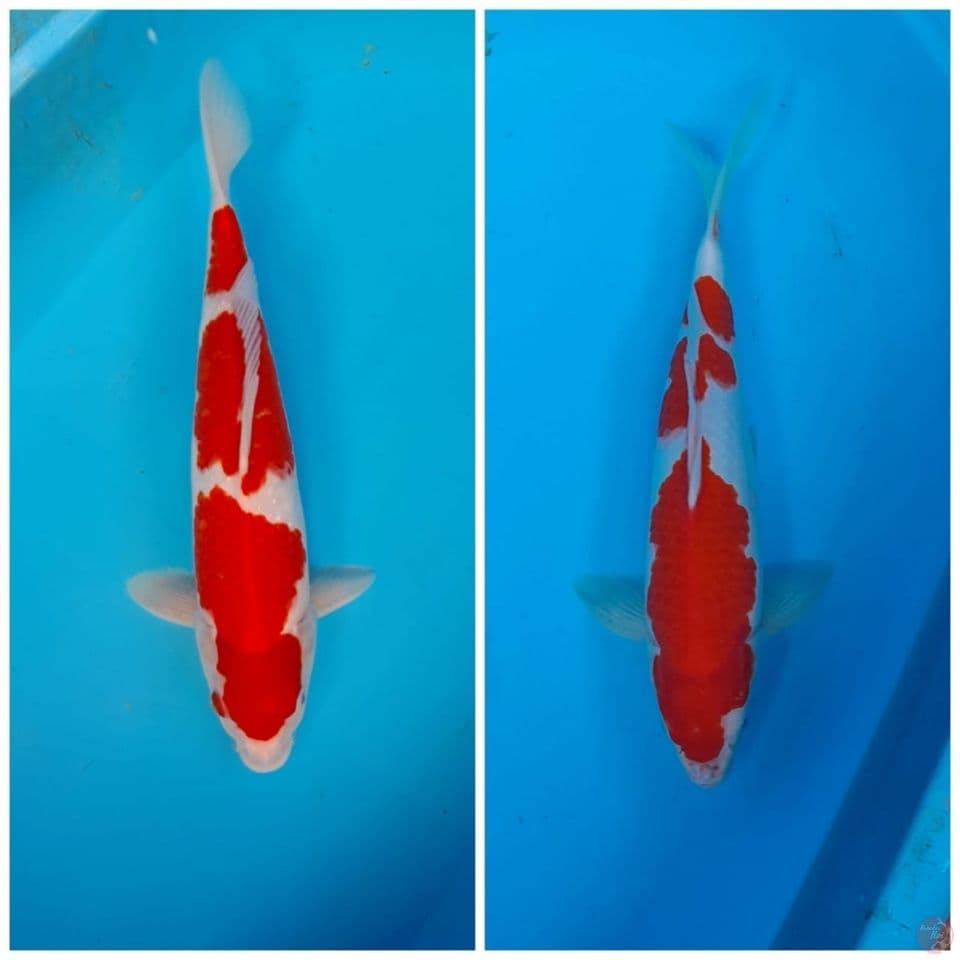 All Male 36cm Kohaku