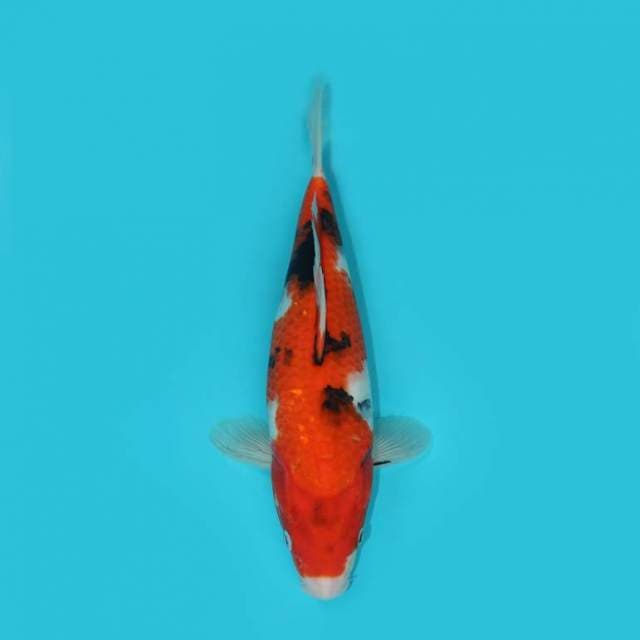 Showa Tategoi 30 cm