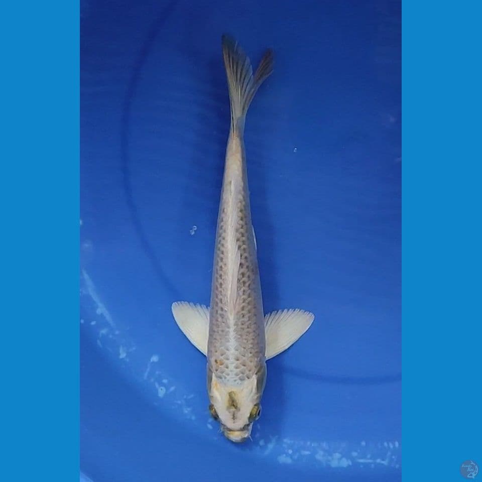 Golden mukasi Bakat Jumbo 28.5 cm Jantan