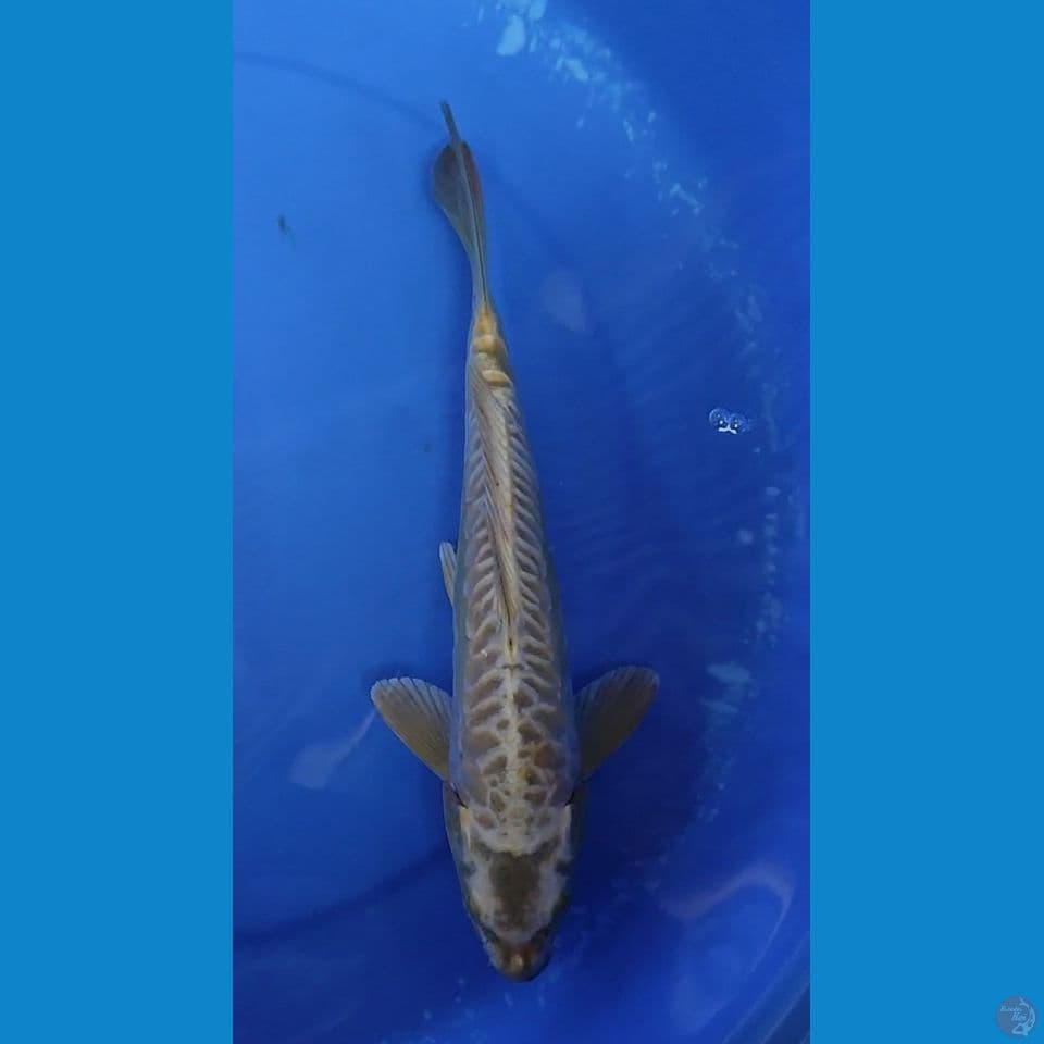 Golden Mukasi Aragoke Gahar 30 cm Jantan