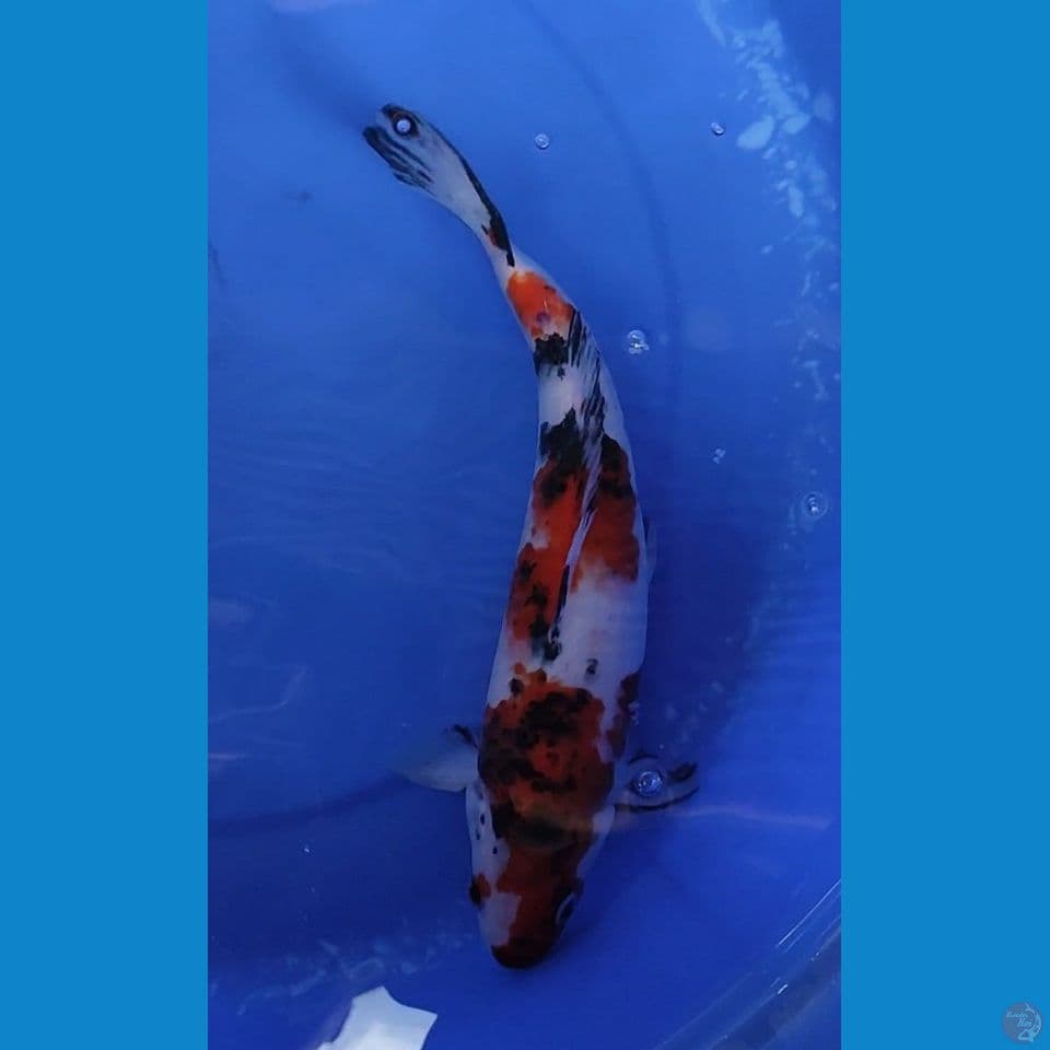 Tiger Sanke Nerpunuk 30.5 cm JANTAN