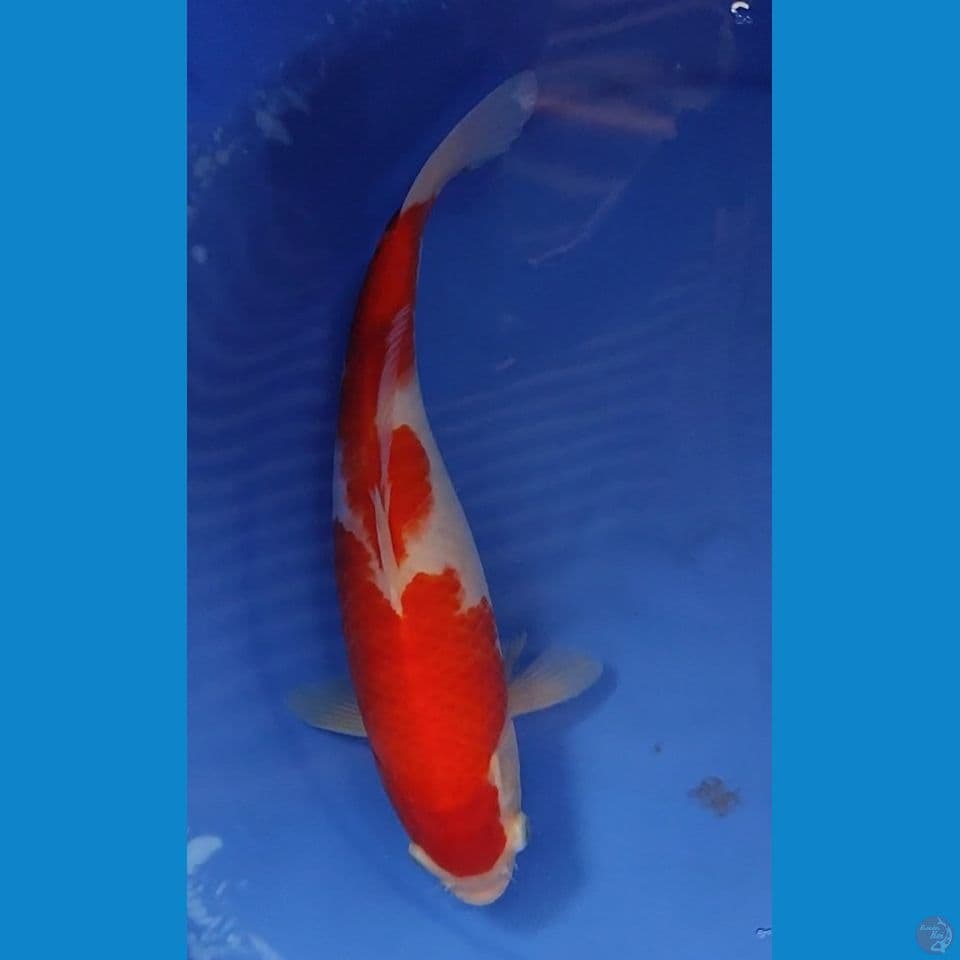 Original kohaku 29.5 cm Female