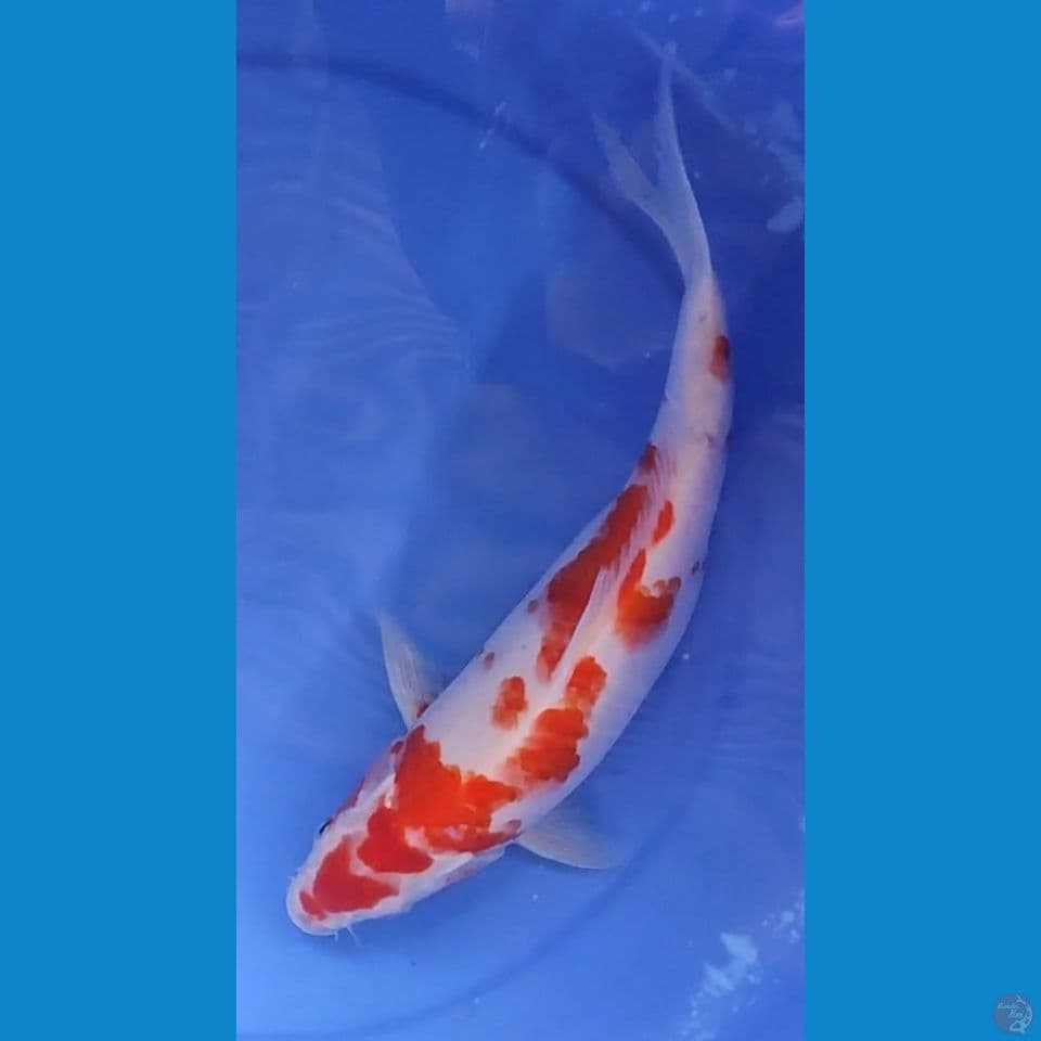 Original kohaku Berpunuk calon Badak air 33 cm Female