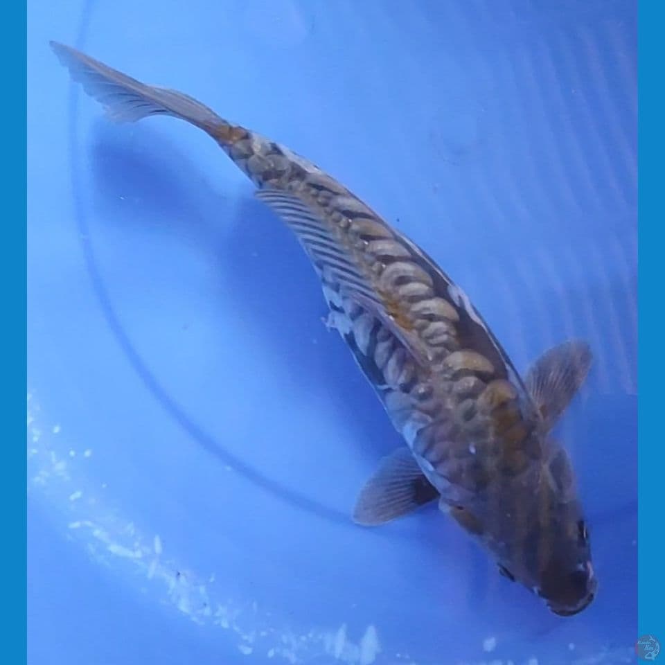 Ochina Doitsu Aragoke Top 30 cm Female