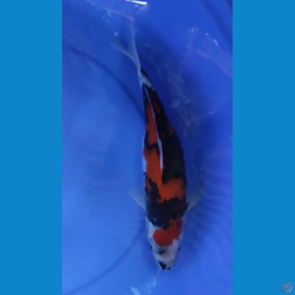 HiShowa 31.5 cm Female