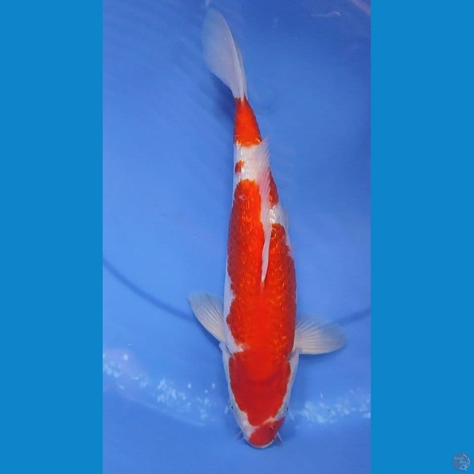 ORIGINAL KOHAKU BERPUNUK 28.5 CM JANTAN