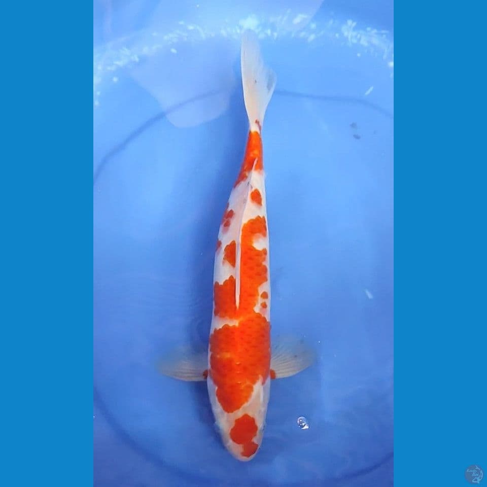 Original kohaku gagah 33.5 xm jantan